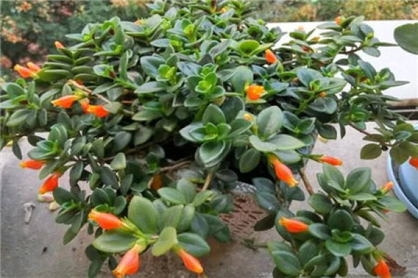 Goldfish chlorophytum
