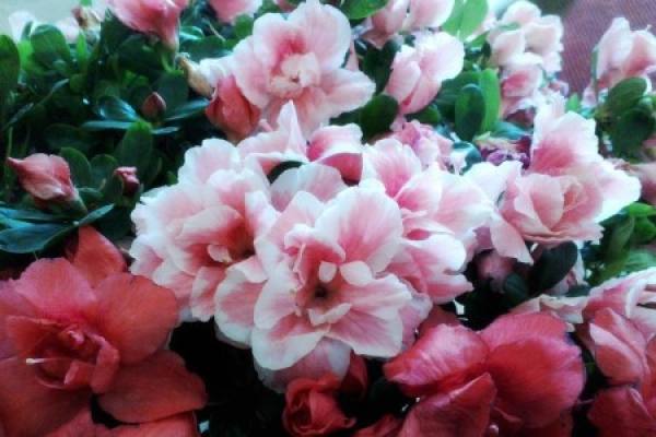 Rhododendron floridum