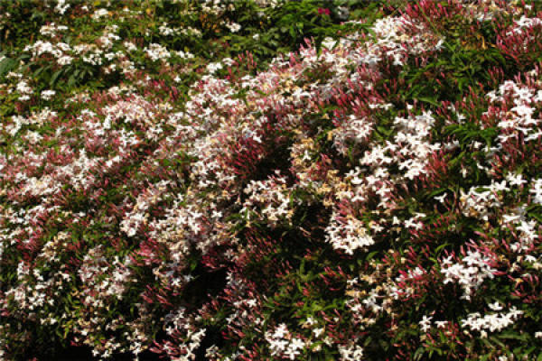 Jasminum multiflorum