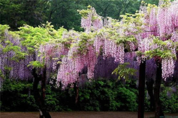 Wisteria multiflora