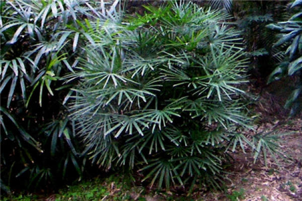 Rhapis multifida