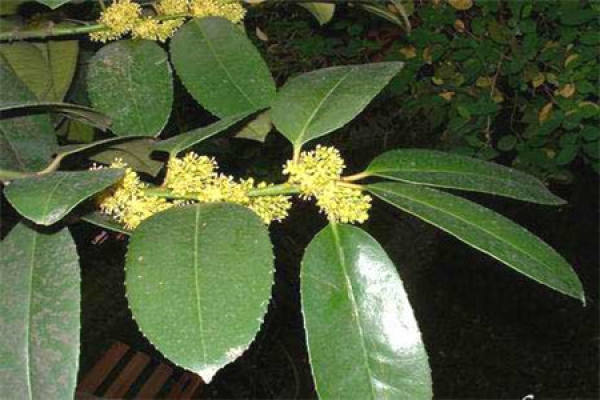 Ilex macrophylla