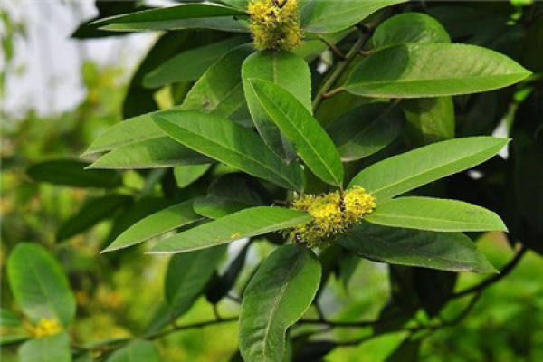 Ilex latifolia