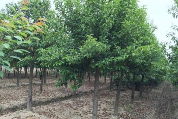 Ligustrum lucidum