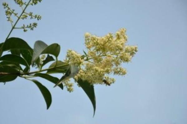 Ligustrum macrophyllum