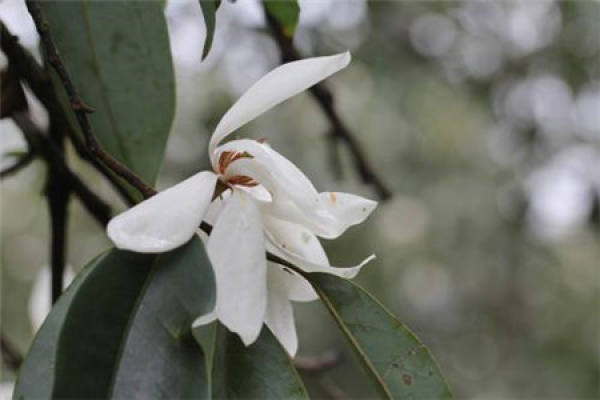 Manglietia macrophylla