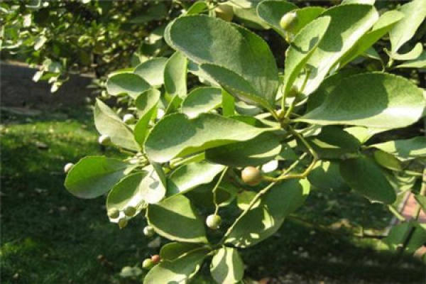 Euonymus japonicus
