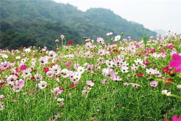 Cosmos Coreopsis