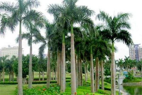 Royal Palm