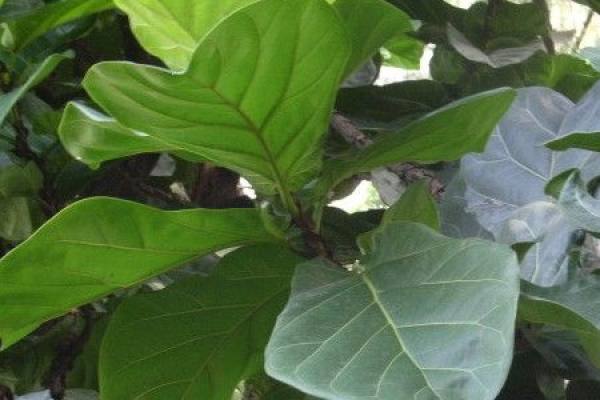 Ficus latifolia