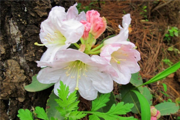 Rhododendron