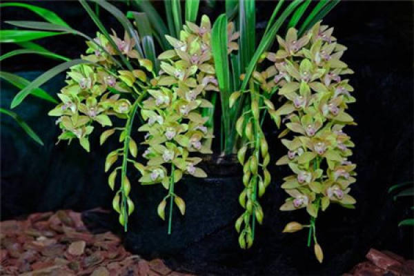 Cymbidium grandiflorum