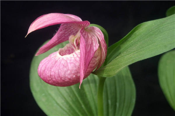 Cypripedium dahurica