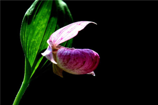 Cypripedium macranthum