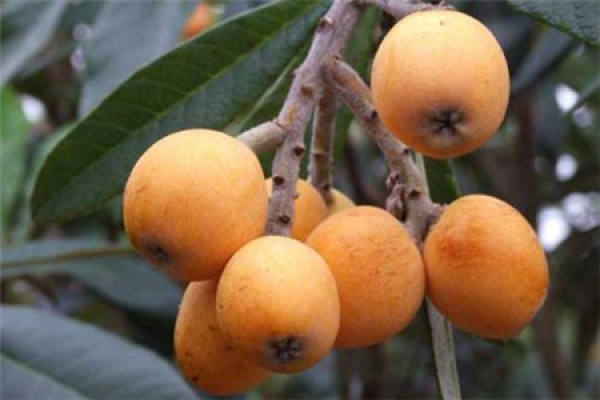 Large flower loquat