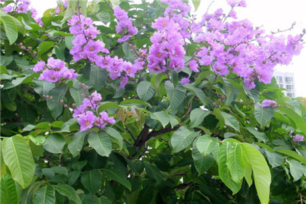 Lagerstroemia speciosa