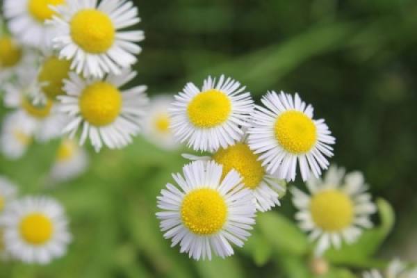 Erigeron grandiflorus