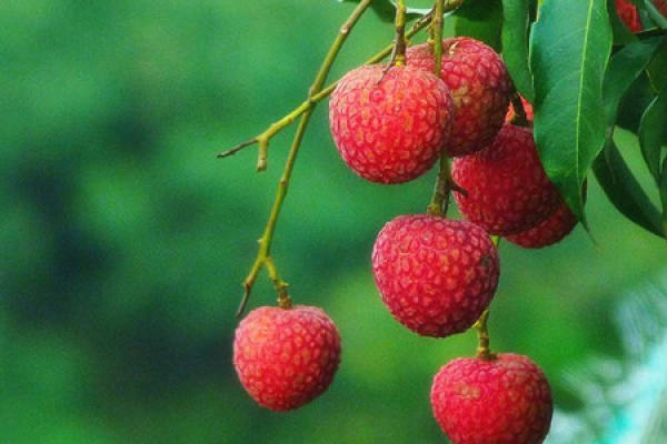 lychee