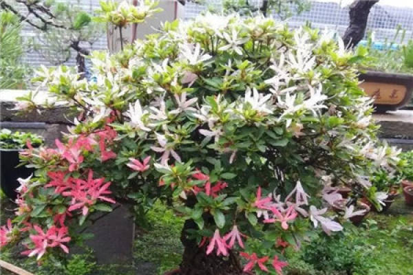 Rhododendron