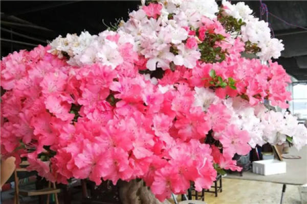 Rhododendron