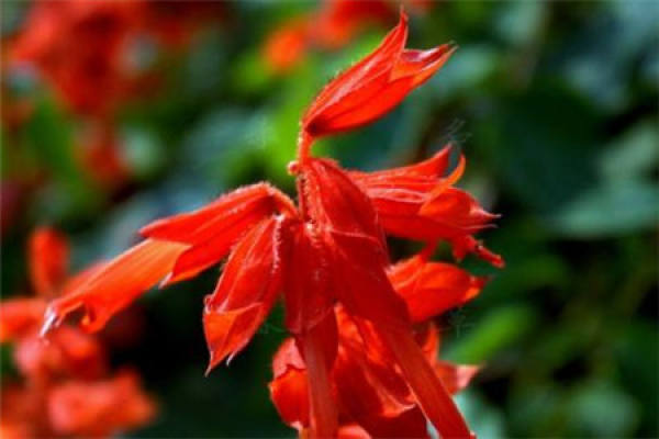 string of red