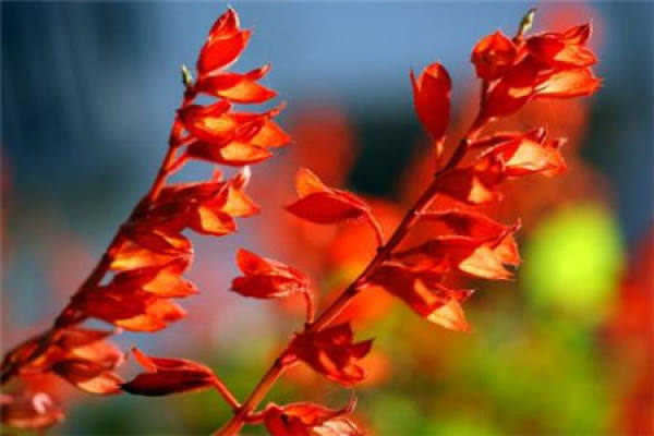 Scarlet sage