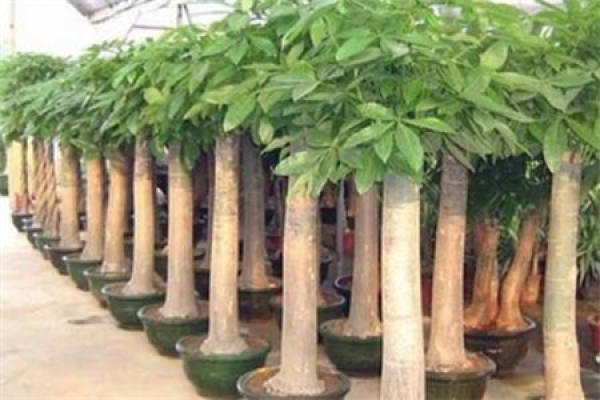 Fortune Tree