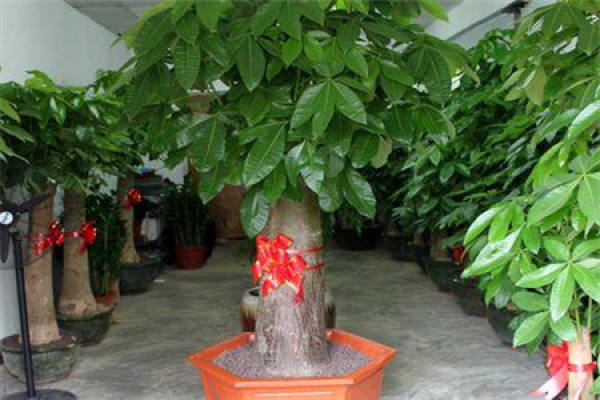 Money Tree in Taiwan