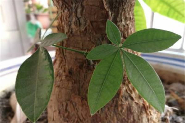Money Tree