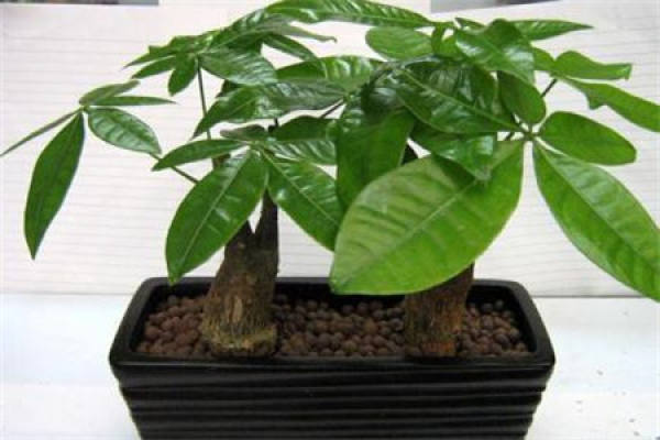 Money Tree