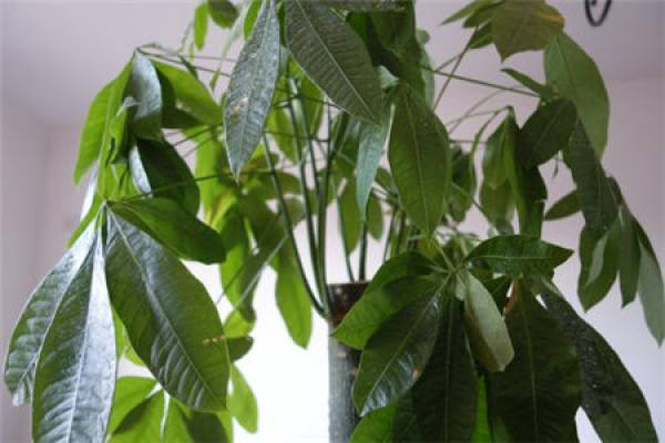 Fortune Tree