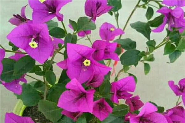 Bougainvillea