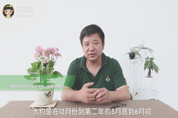 longevity flower