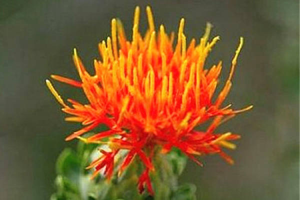 Saffron