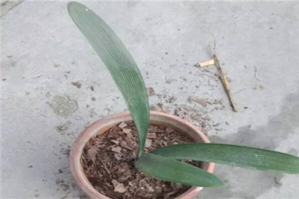 Clivia miniata