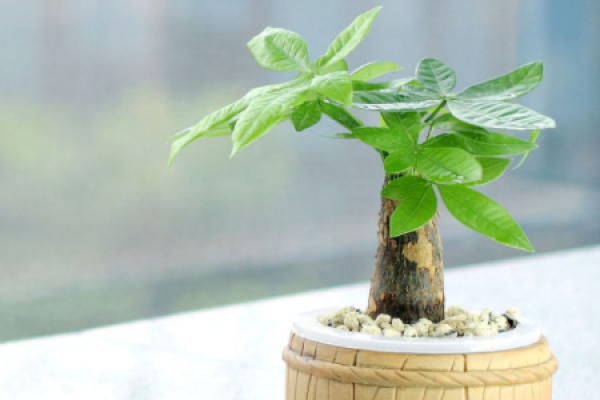 Fortune Tree
