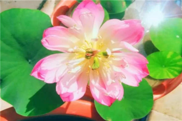 Bowl Lotus