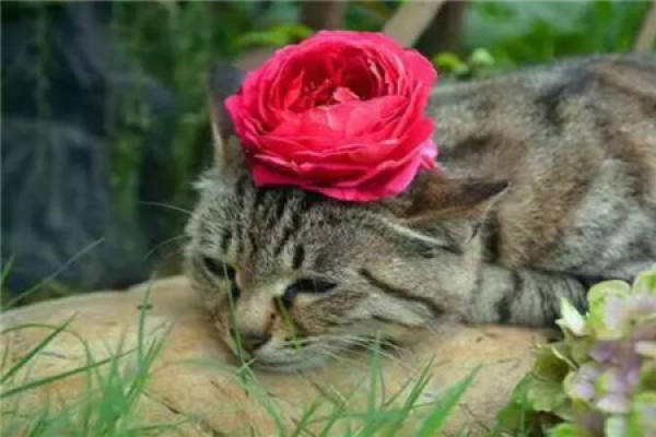 Kitty