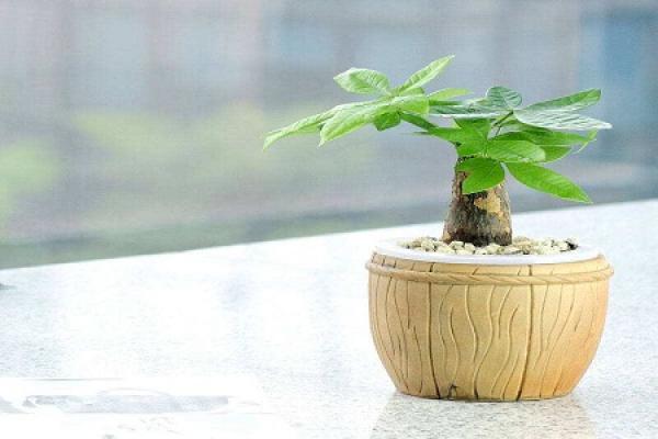 Fortune Tree