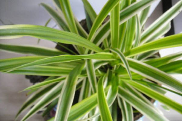 Chlorophytum comosum