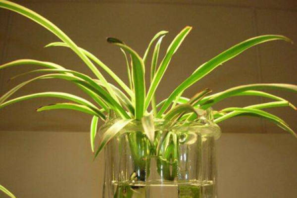 Chlorophytum comosum