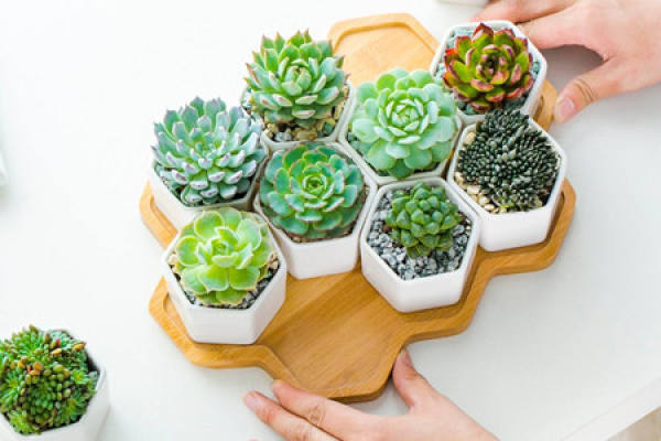 Succulent plant