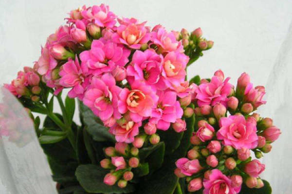 longevity flower