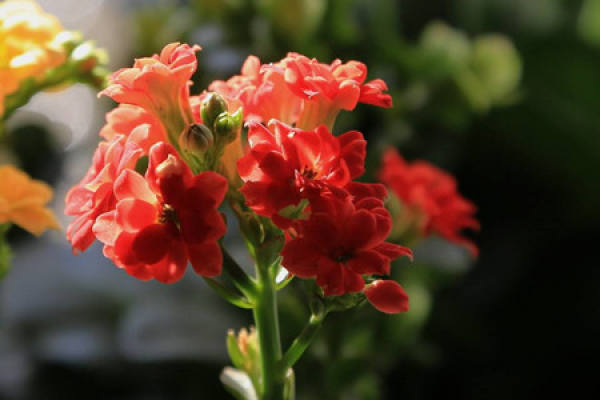 Jonquil