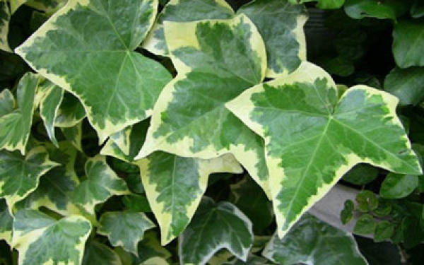 Ivy