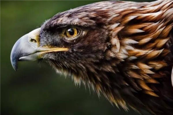 Eagle