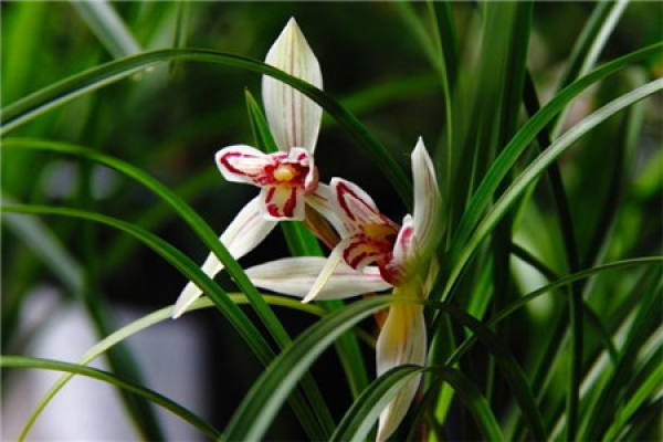 Orchid