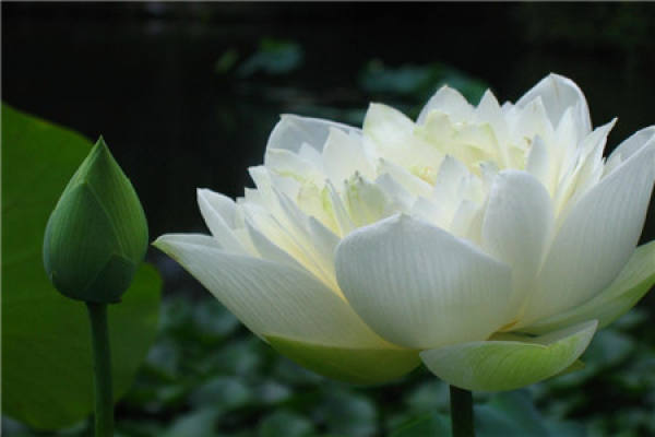 lotus
