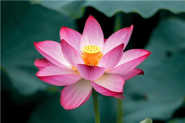 lotus