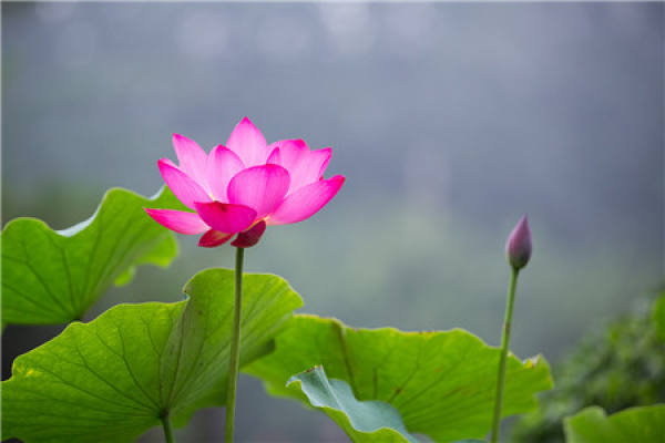 Lotus